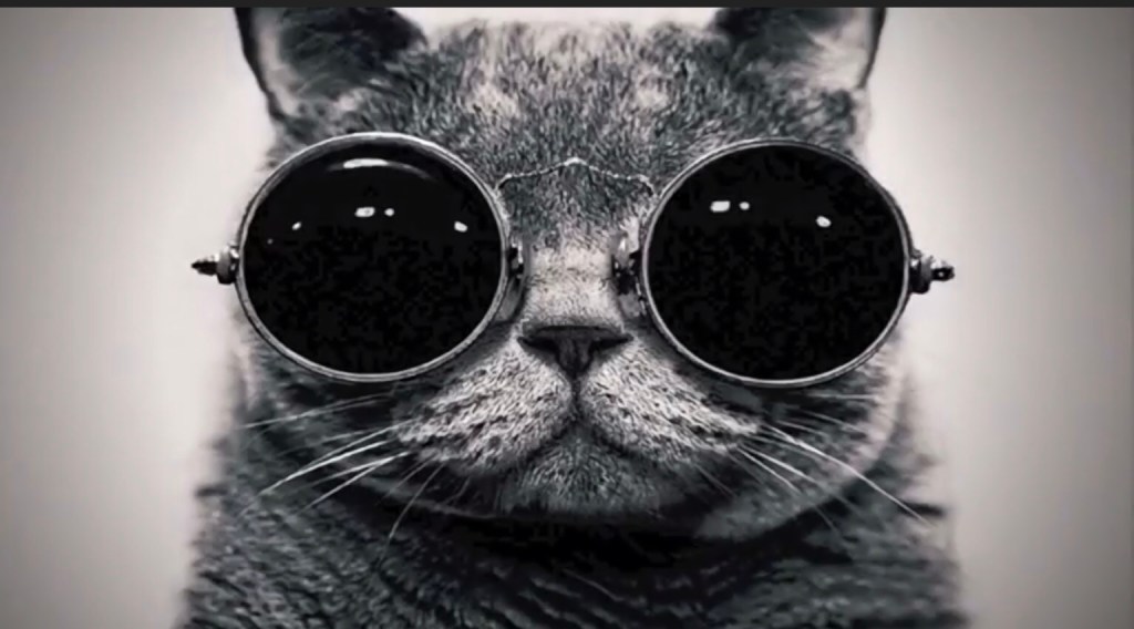 Life as a Cool&nbsp;Kat….